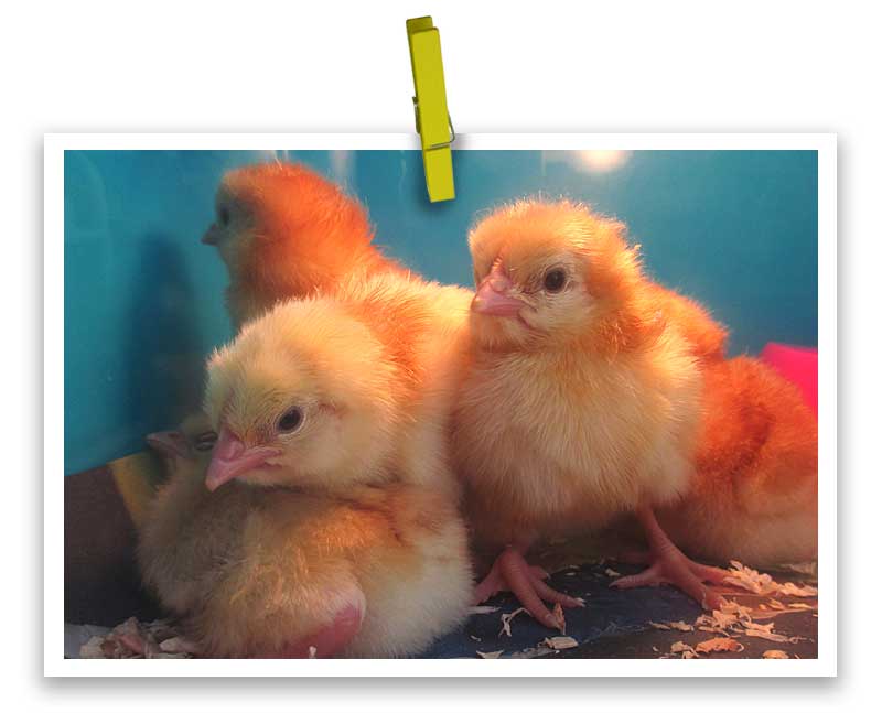 The hatching chicks at Ivytree